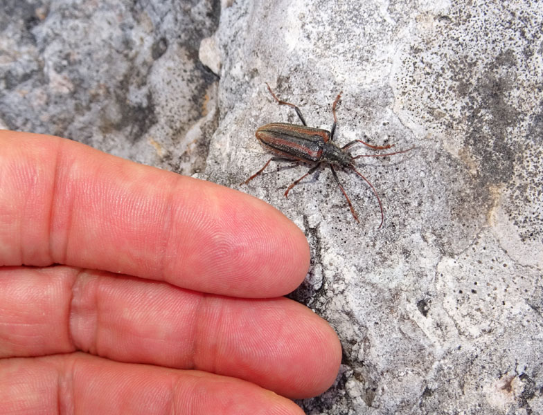 femmina di: Oxymirus cursor - Cerambycidae